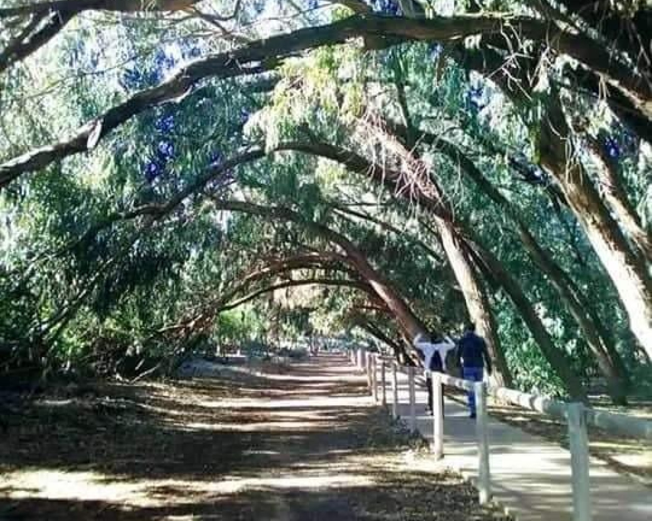 Nueva construcción  - Bungalow - Torrevieja - Altos del Sol