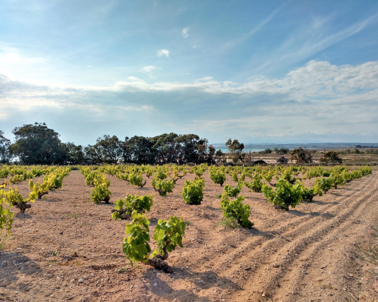 Resale - Apartment - Torrevieja - Torreblanca