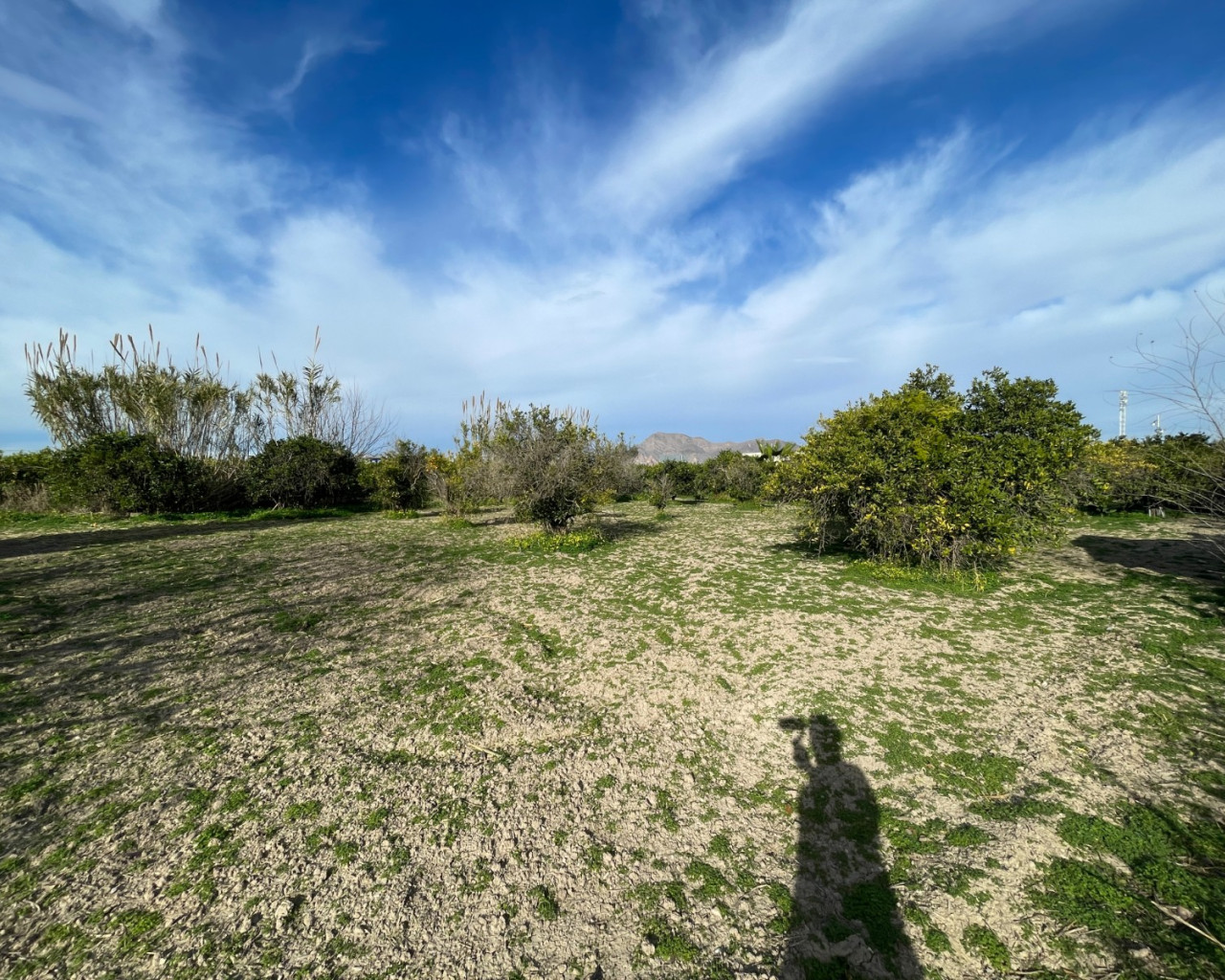 Venta - Chalet - Benejuzar - Comunidad Valenciana