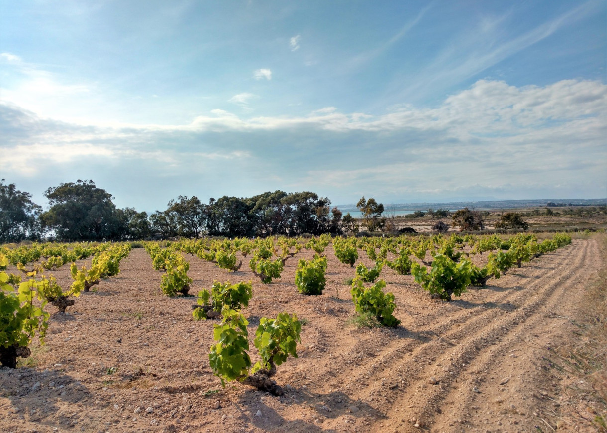 Revente - Appartement - Torrevieja - La Mata