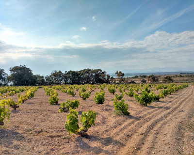 Location longue durée - Appartement - Torrevieja - La Mata