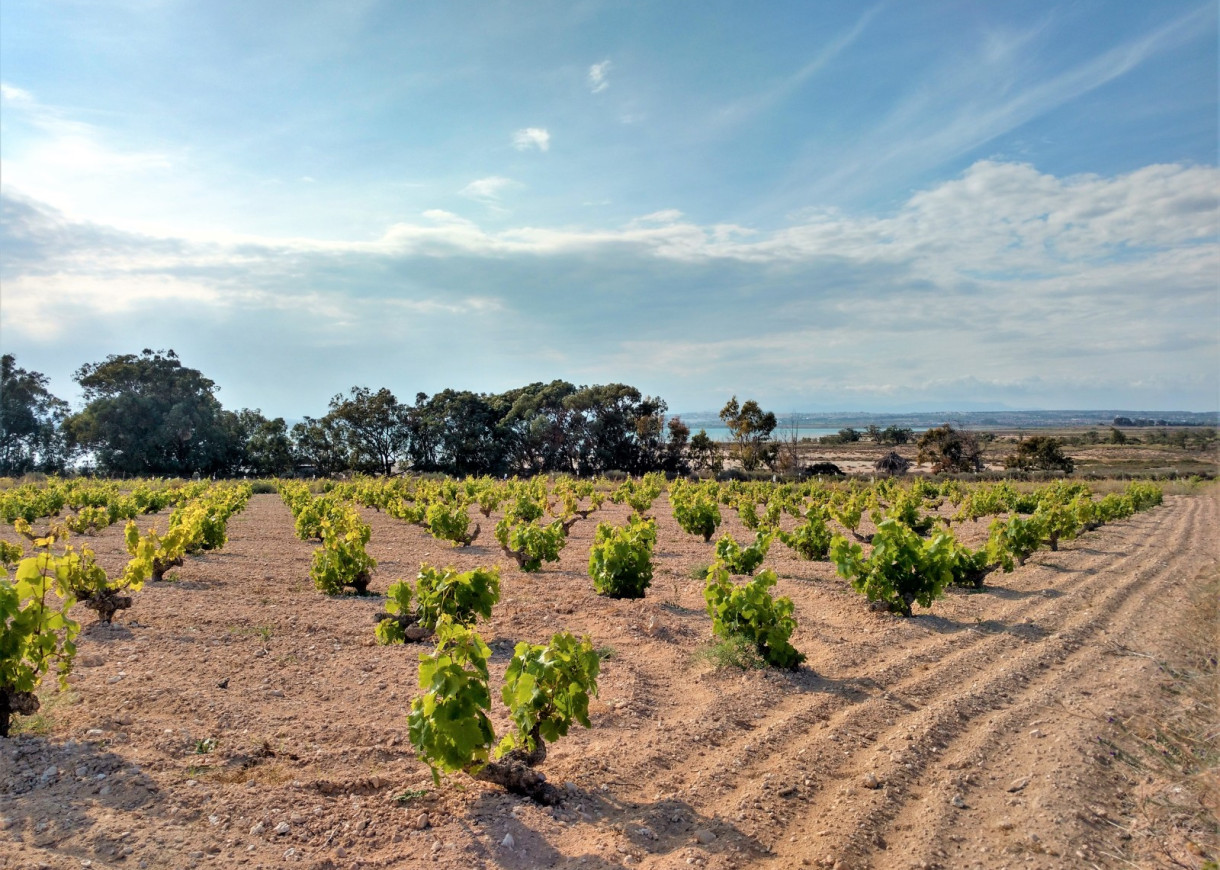 Resale - Apartment - Torrevieja - Torreblanca