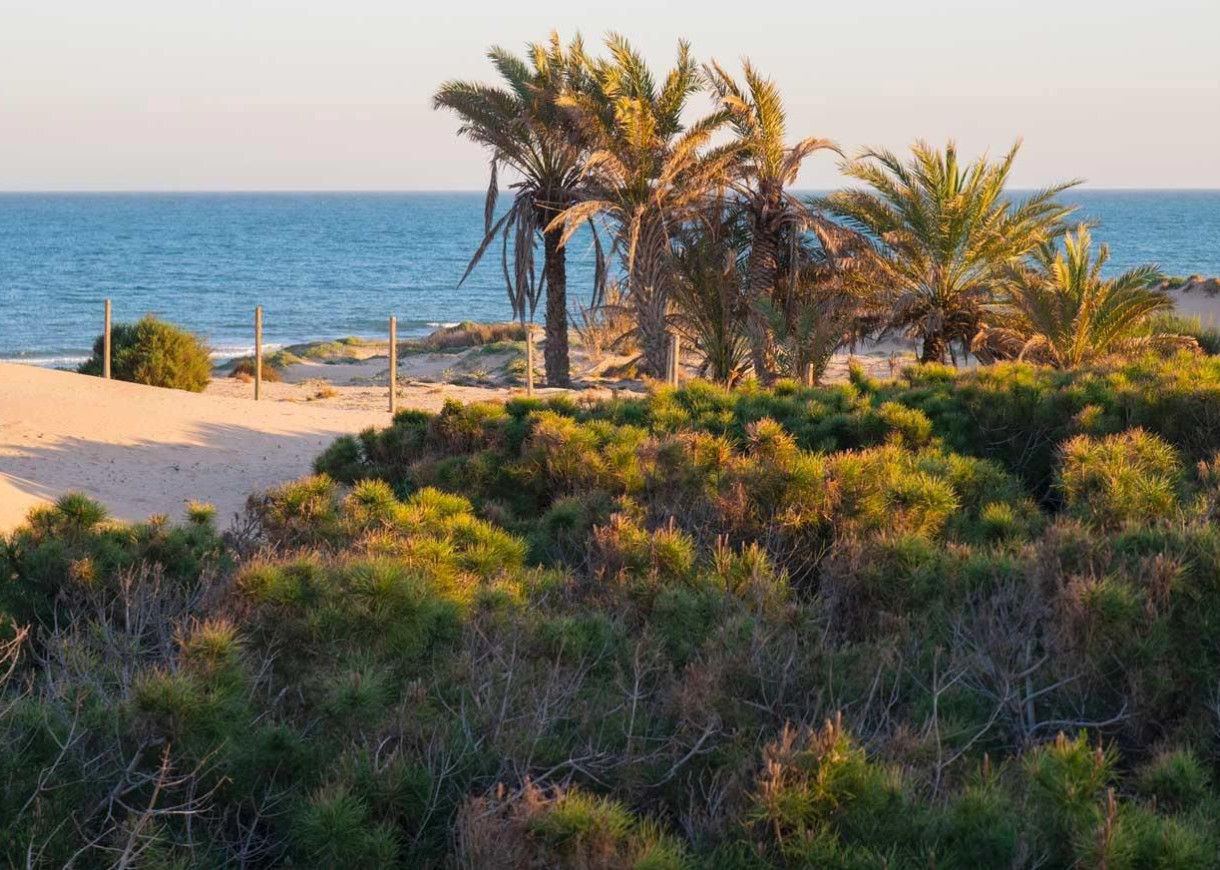 New Build - Apartment - Guardamar del Segura - Avda del Puerto